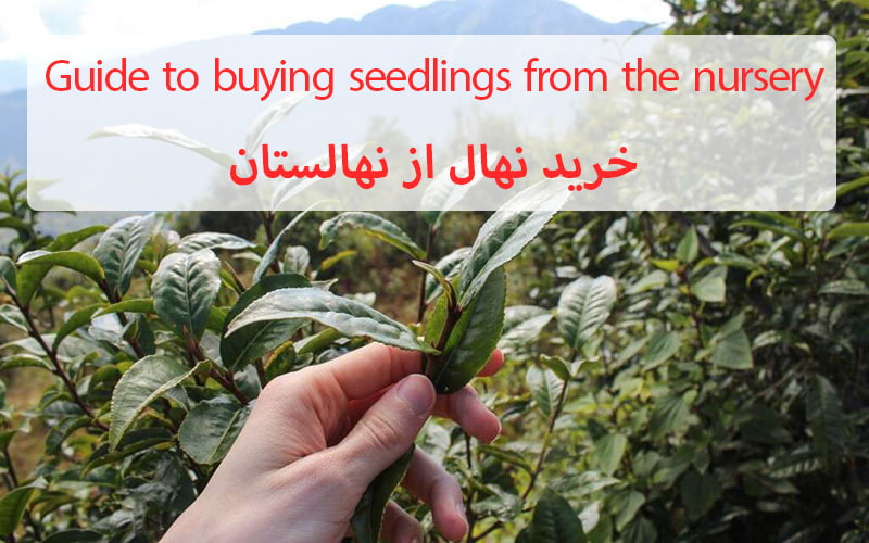 Guide to buying seedlings from the nursery-خرید نهال-min.jpg