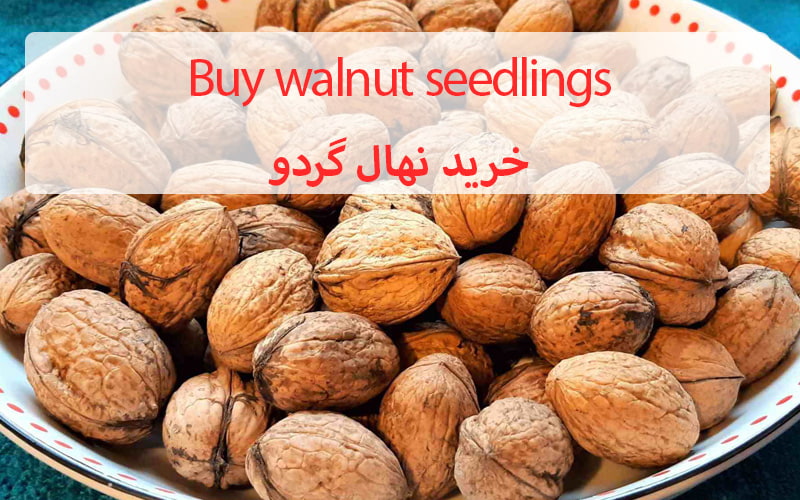 Buy walnut seedlings- خرید نهال گردو-min.jpg