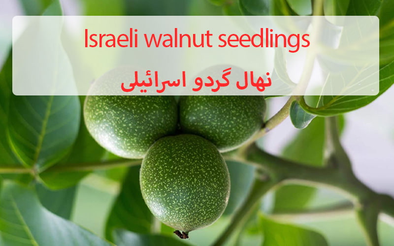 Israeli walnut seedlings - نهال گردو اسرائیلی-min.jpg